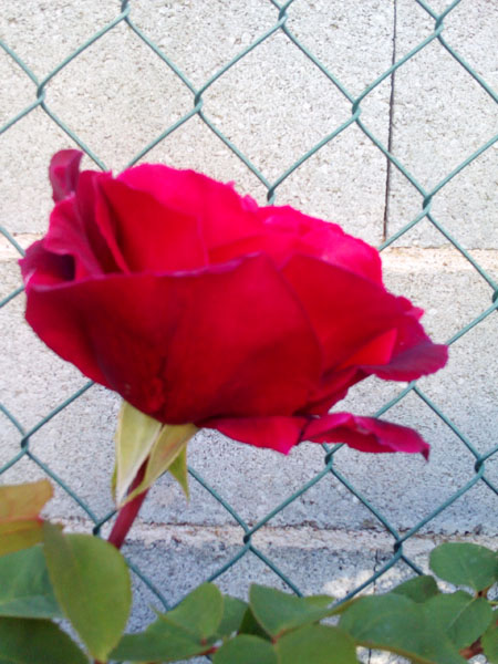 rose 1